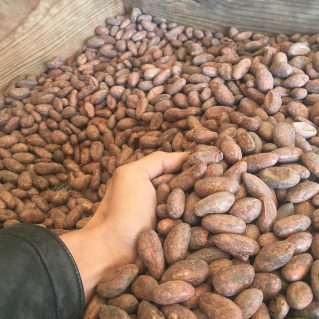 Cocoa Beans